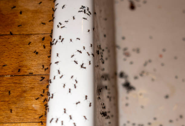 Best Residential Pest Control  in Alamo, GA