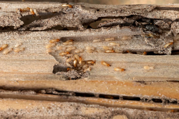 Best Affordable Pest Control Services  in Alamo, GA